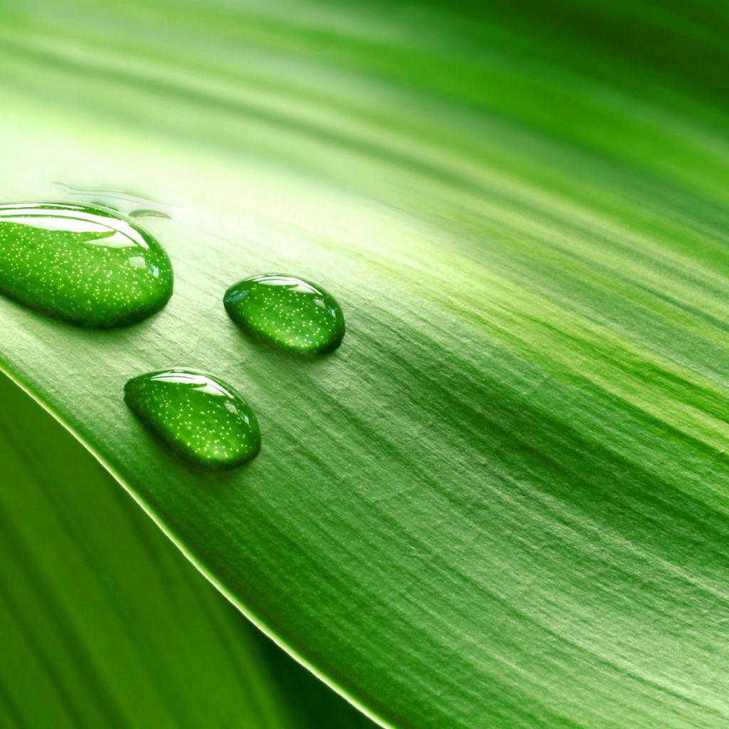 Роса на траве