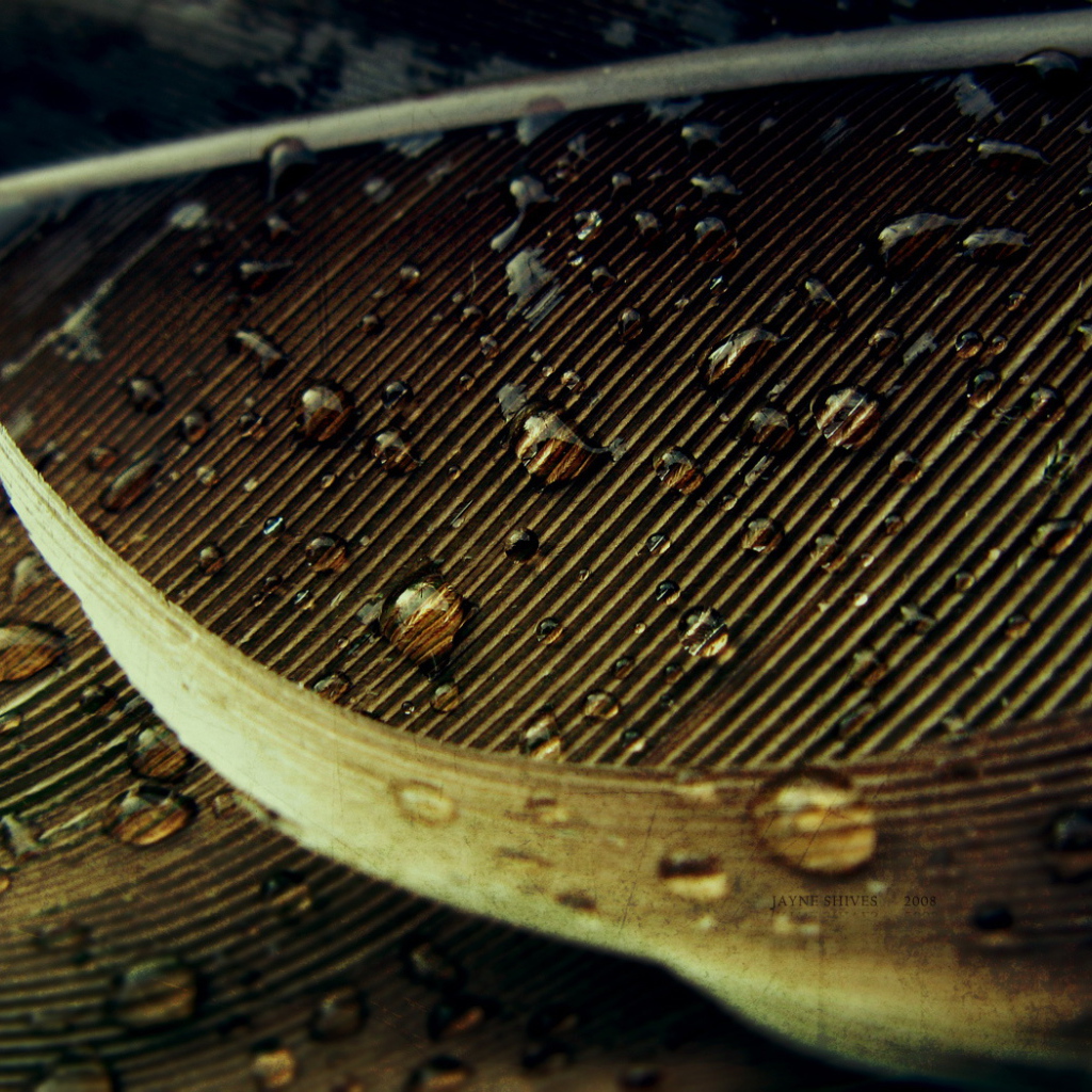 Капли на осеннем листе