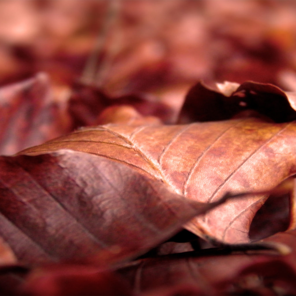 Сухие листья