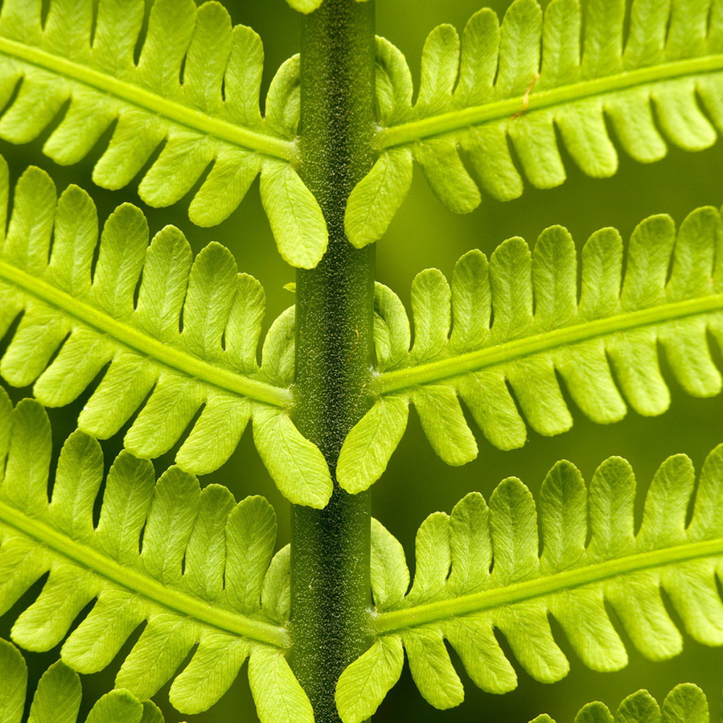 Папоротник