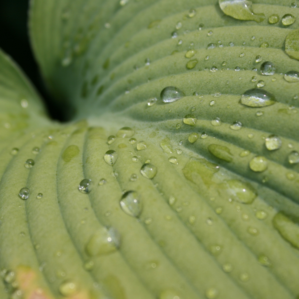 Зеленый лист после дождя