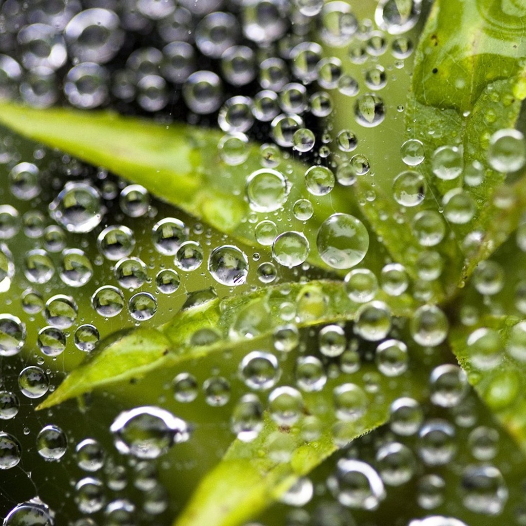 Листья под дождем