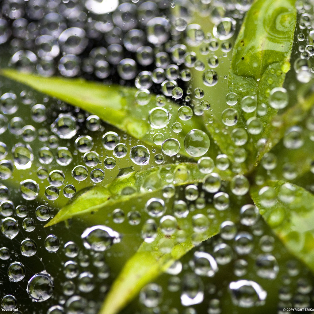 Растение под водой