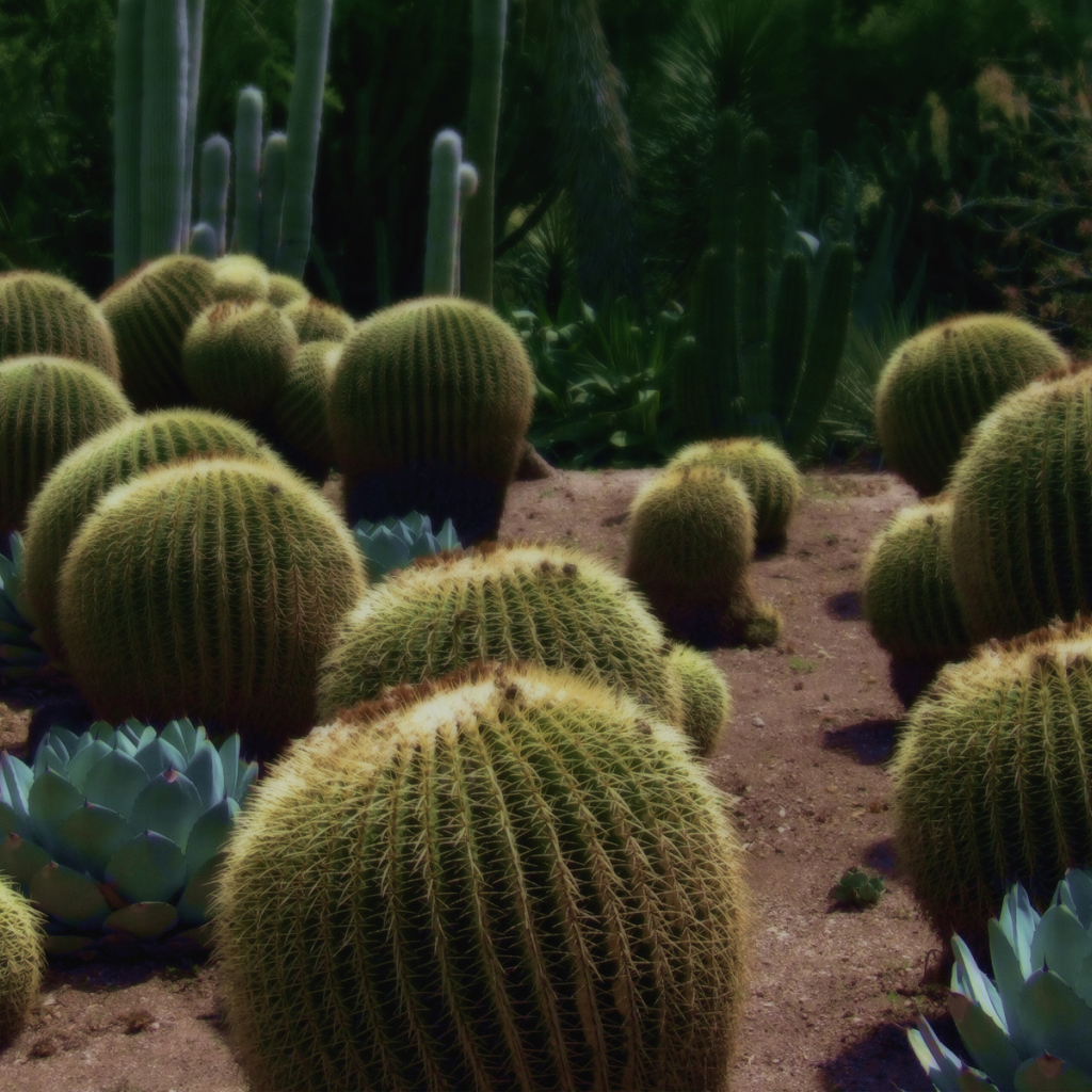 Колючие кактусы