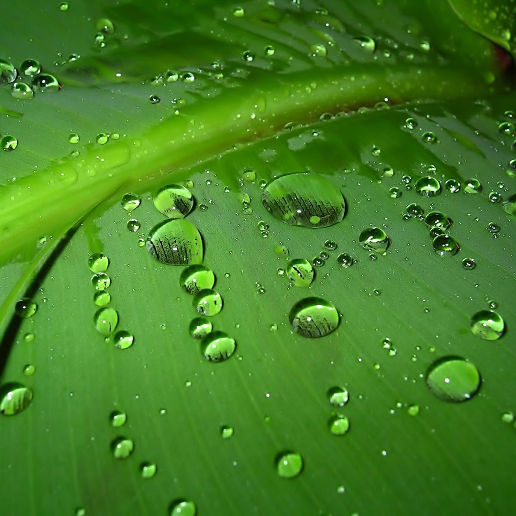 Капли дождя на зеленом листе