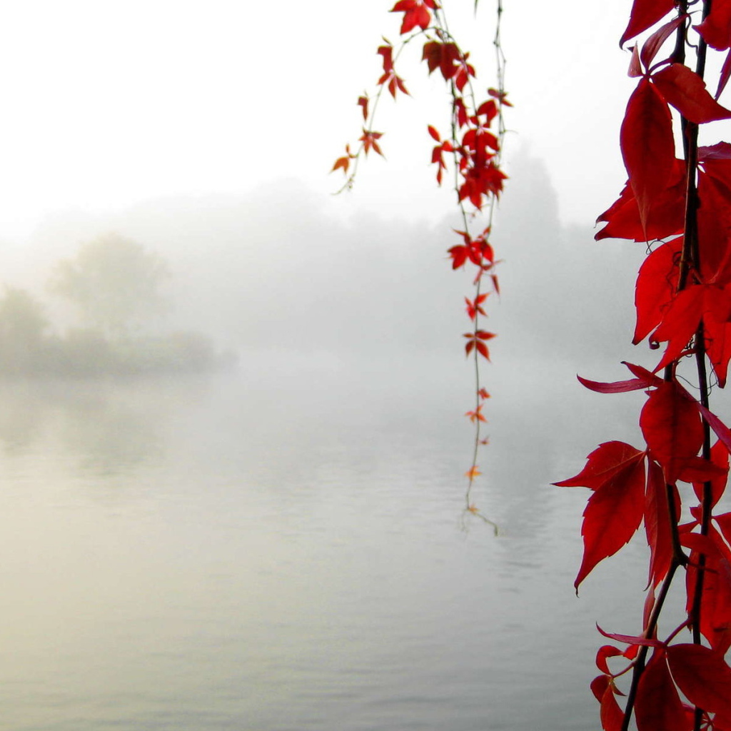 Красный клен