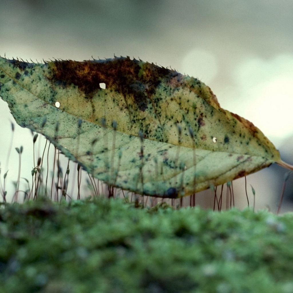 Лист на траве