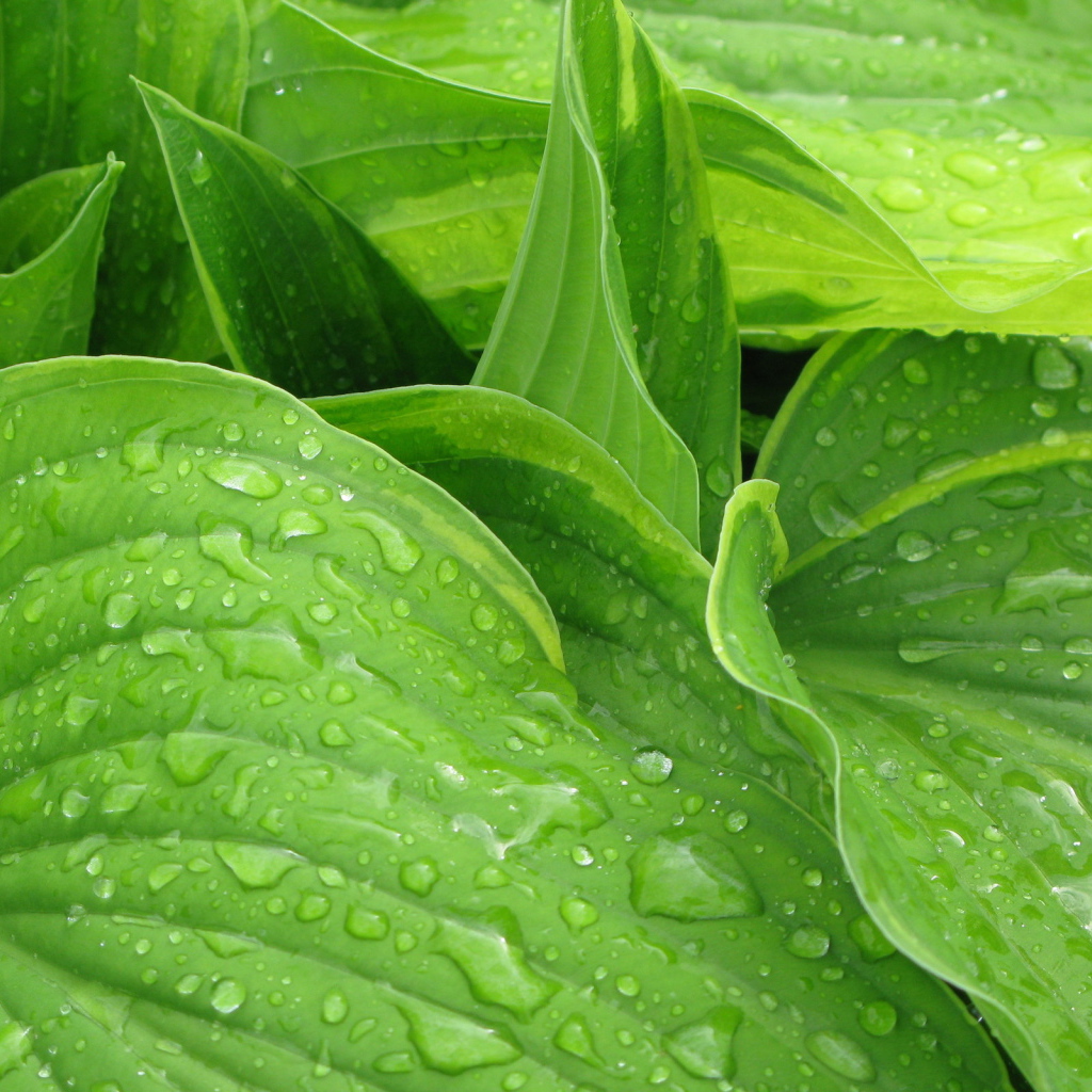 Листья после дождя