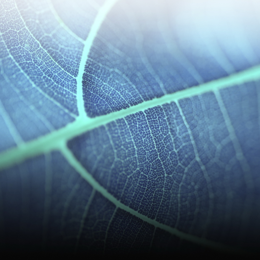 Прозрачный листик