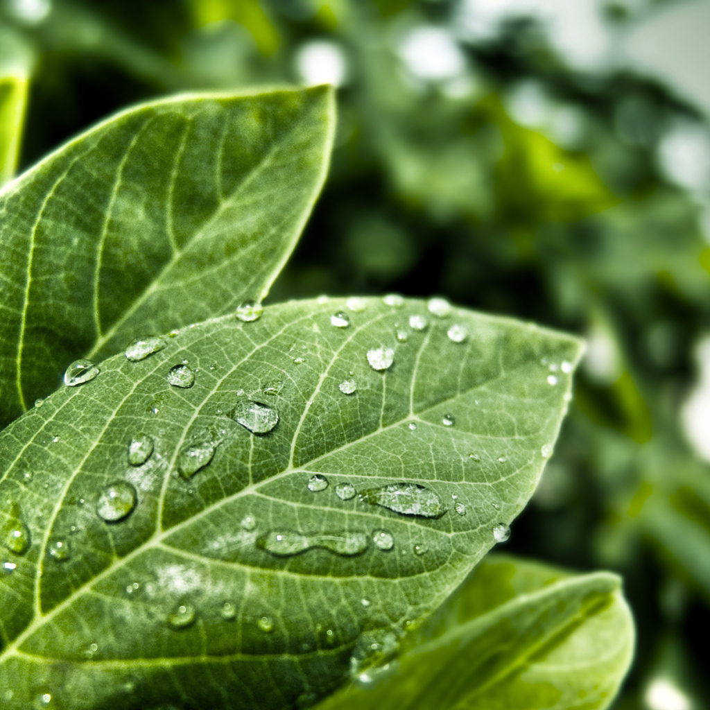 Мокрые листья