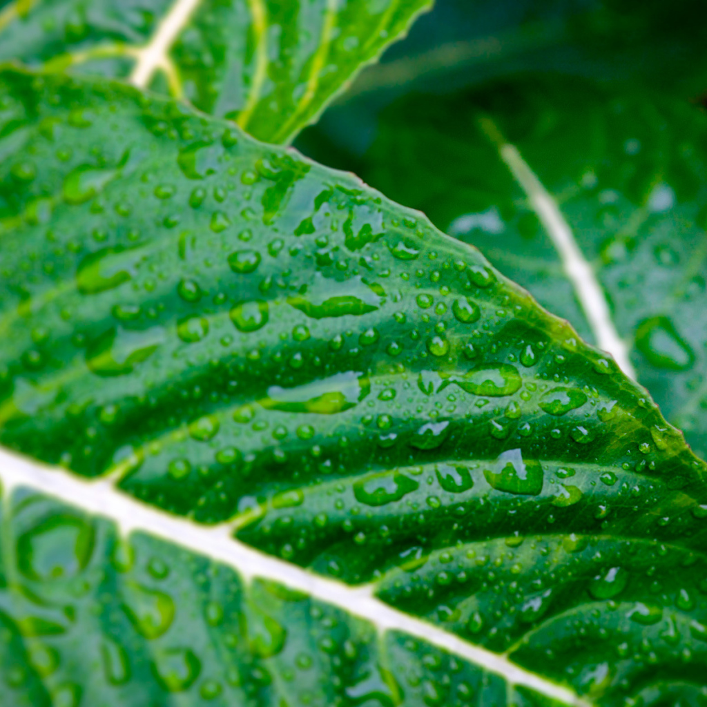 Мокрые листья