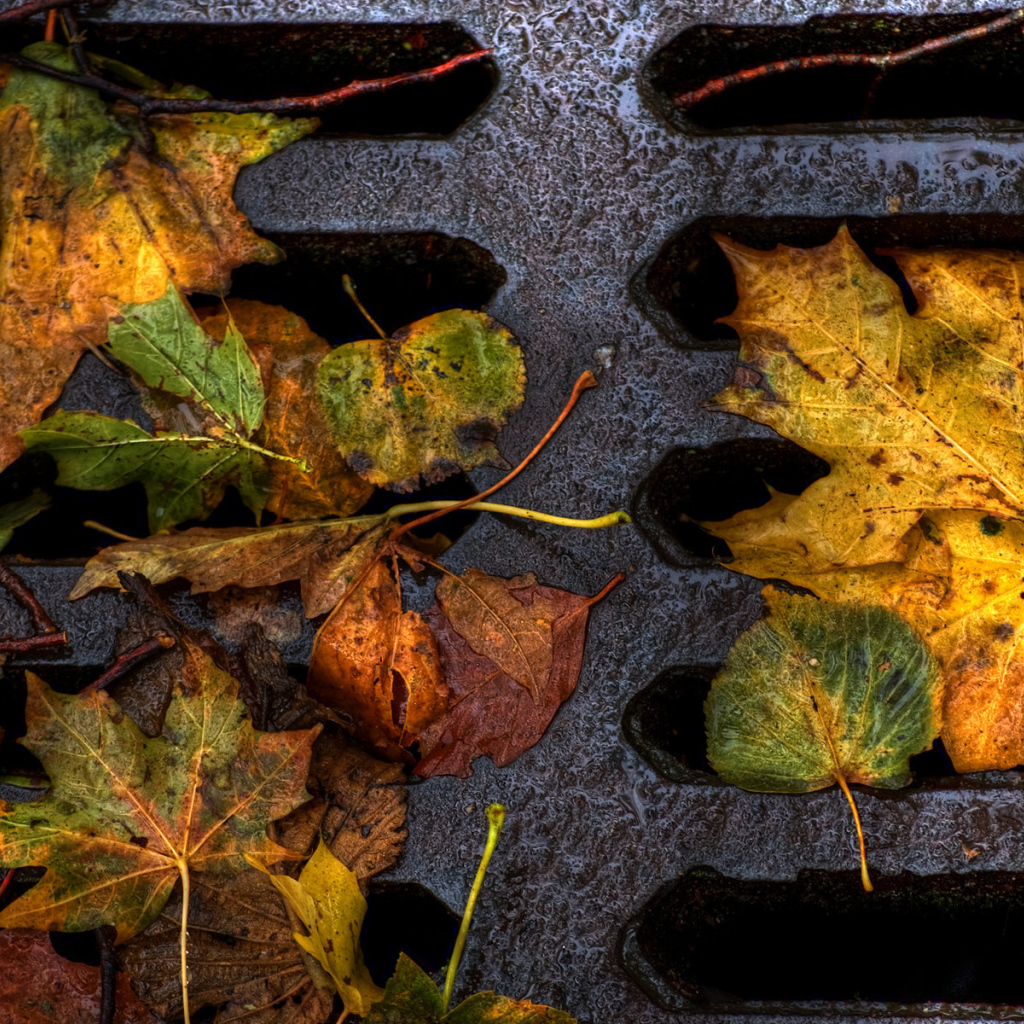 Пожелтевшие листья