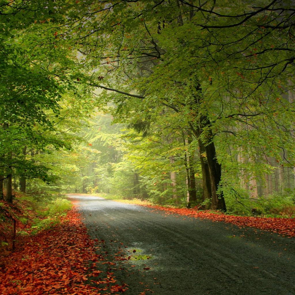 Листья на обочине дороги