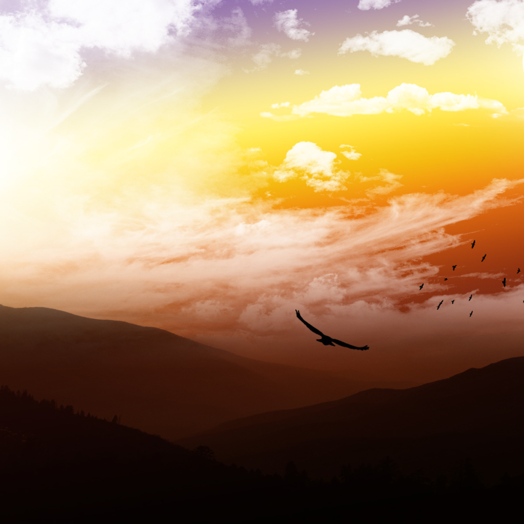 На высоте птичьего полета