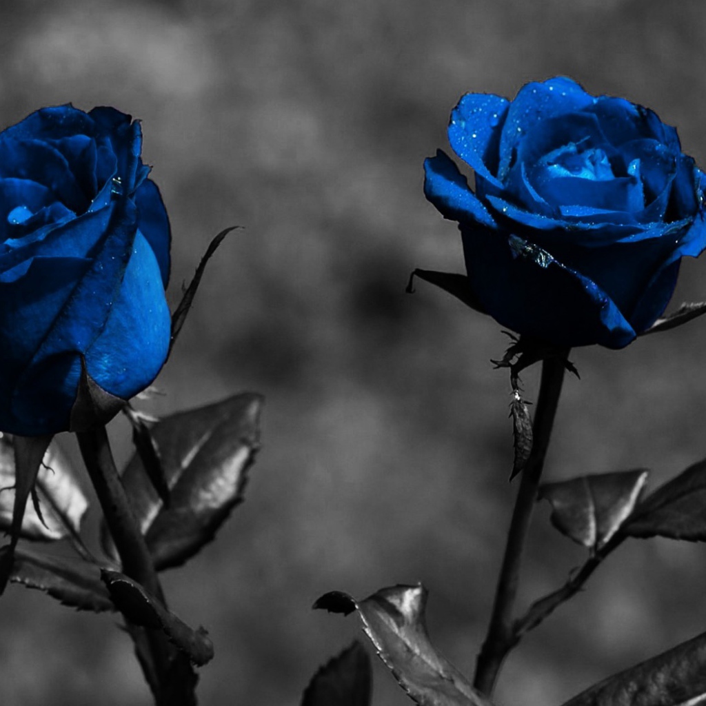 Голубые розы