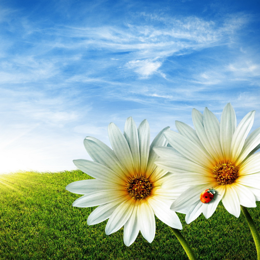 Ромашки в поле