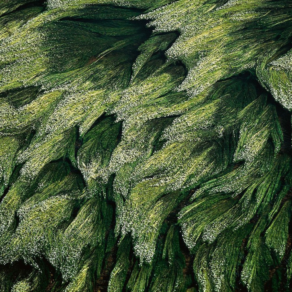 Трава в Луире