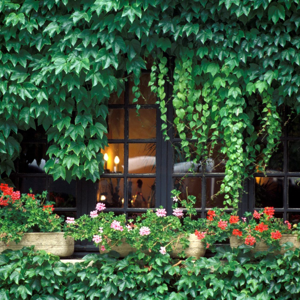 Заросли на домике