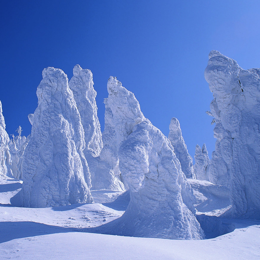 Деревья покрытые снегом