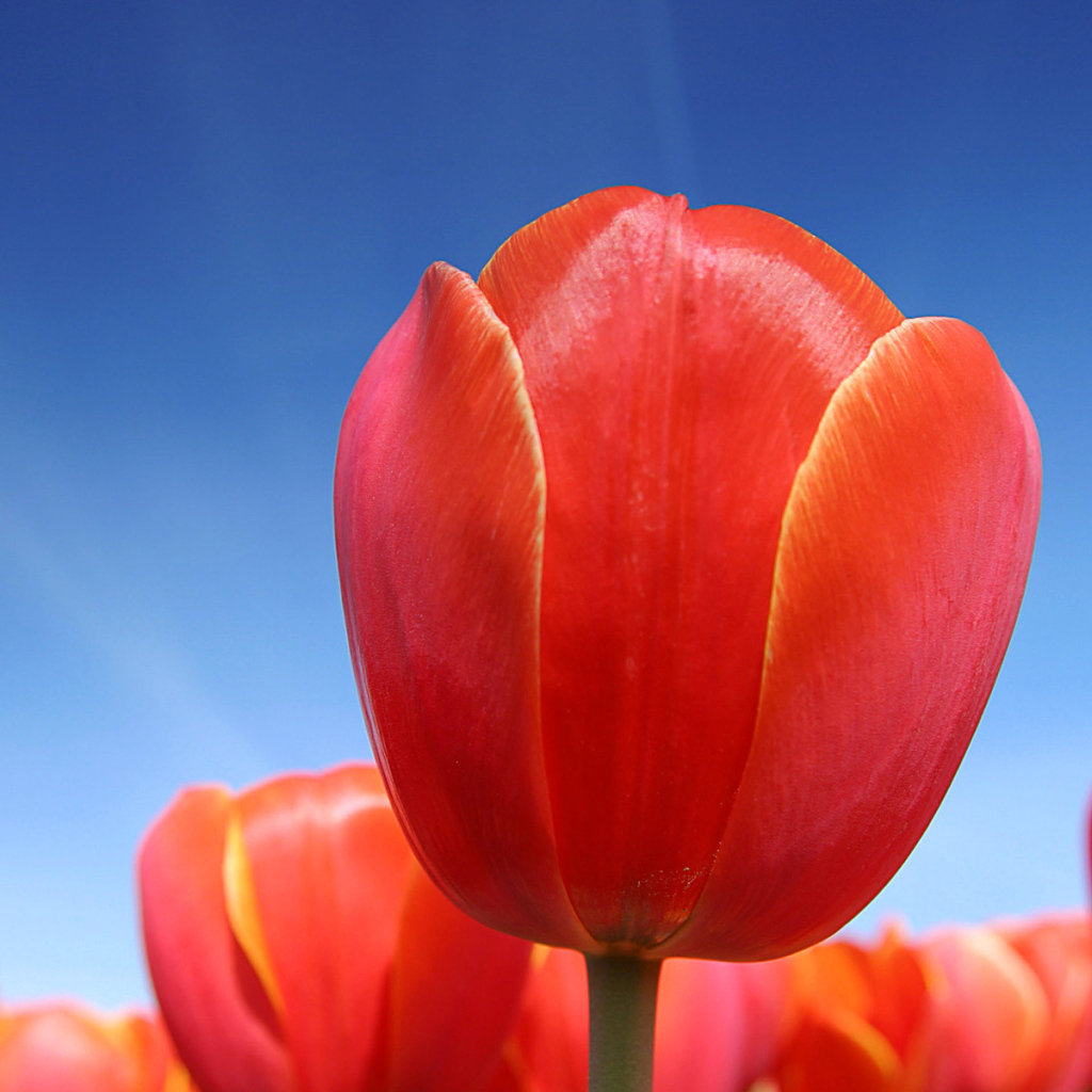 Цветы в Голандии