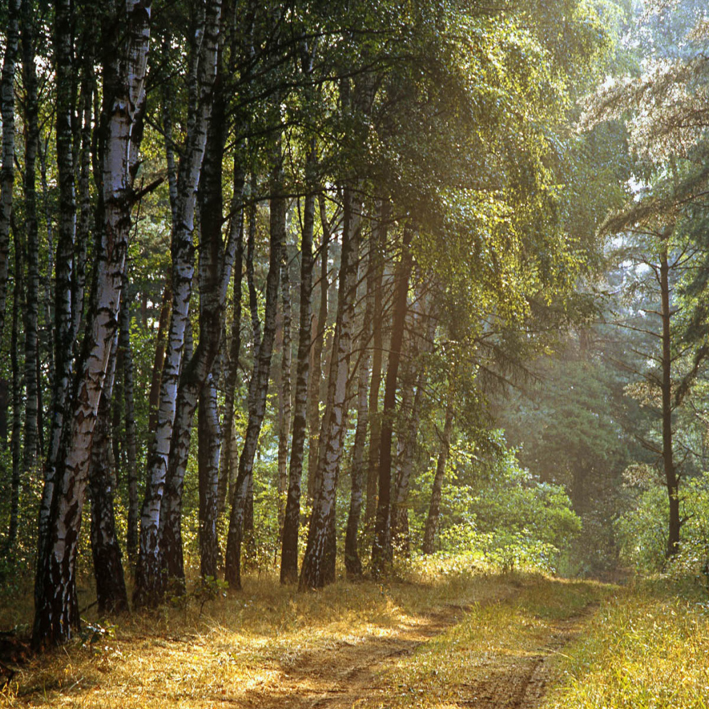 Польский лес
