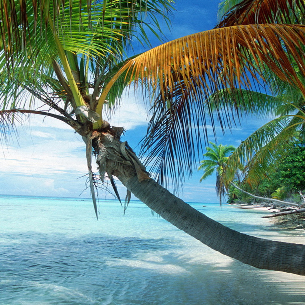 Французская Полинезия, раскинувшаяся пальма