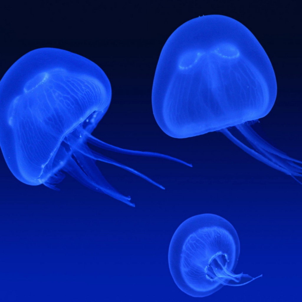 Неоновые медузы