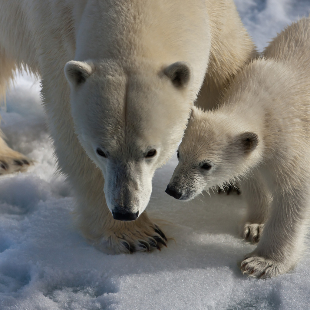 Медведица и медвежонок