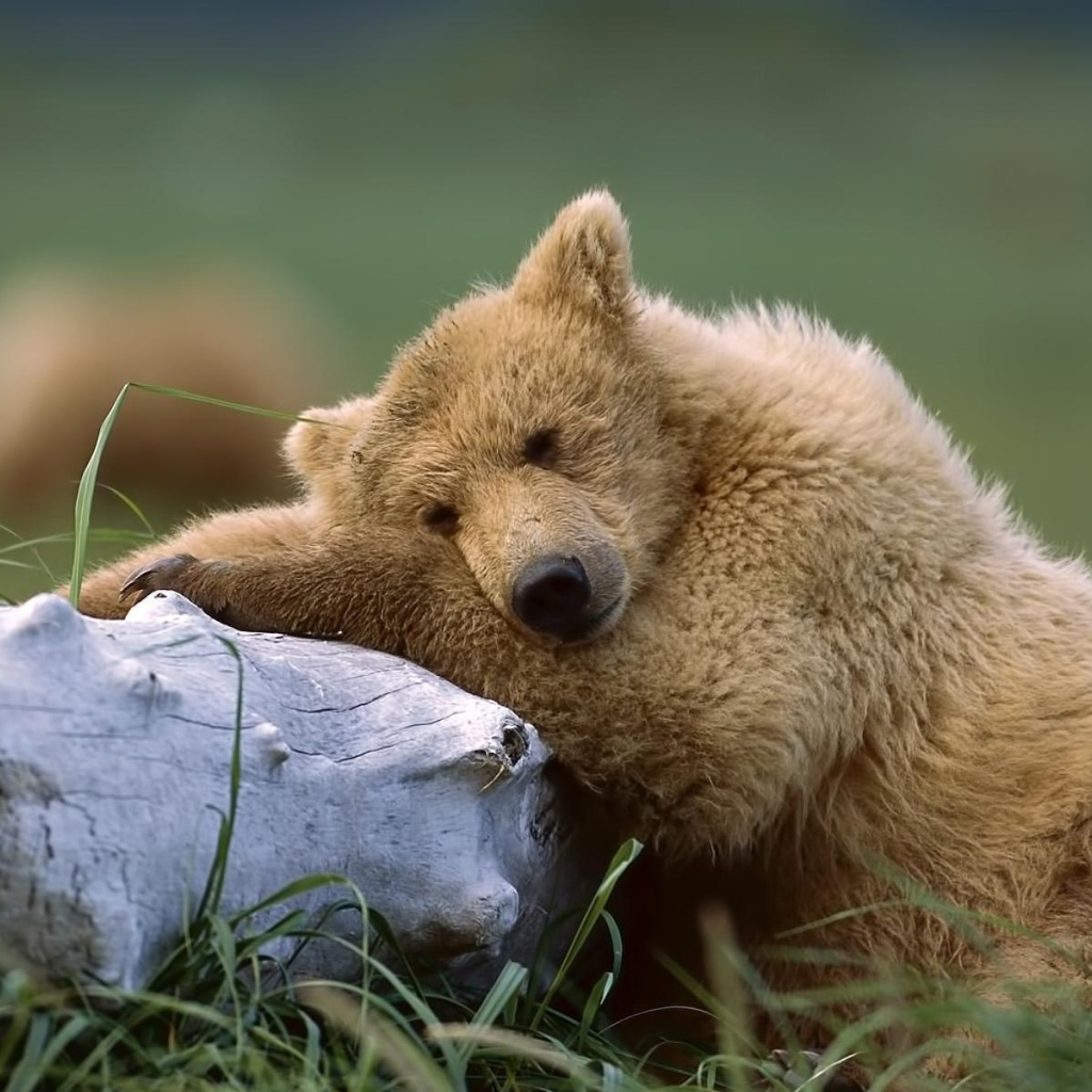 Медведь около ствола