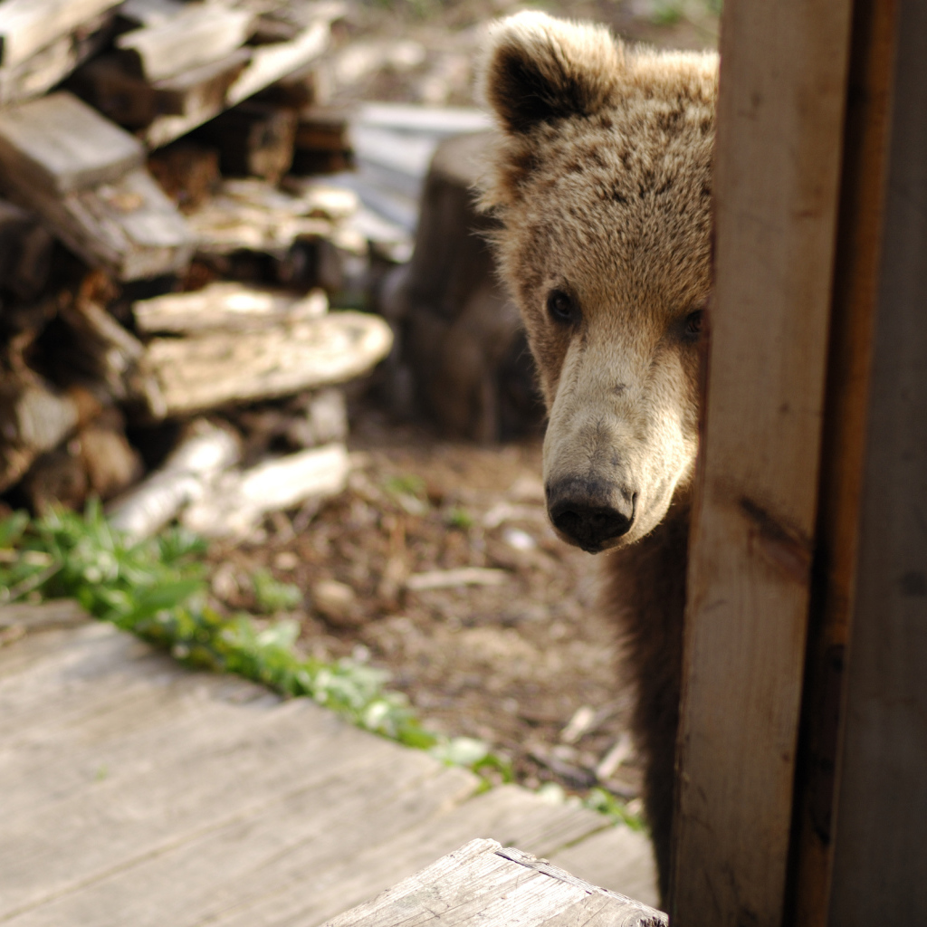 Медведь за дверью