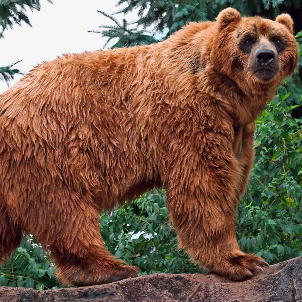 Медведь в лесу