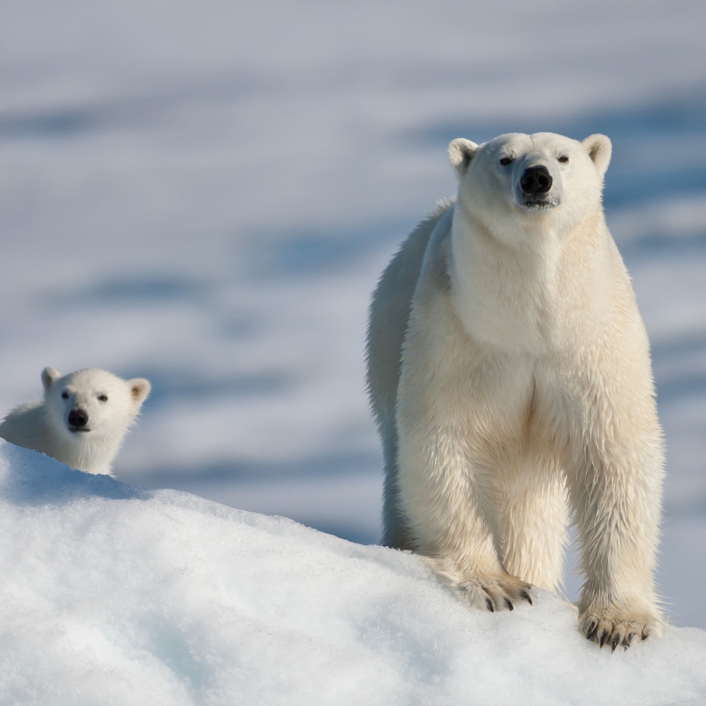 Медведица с малышом