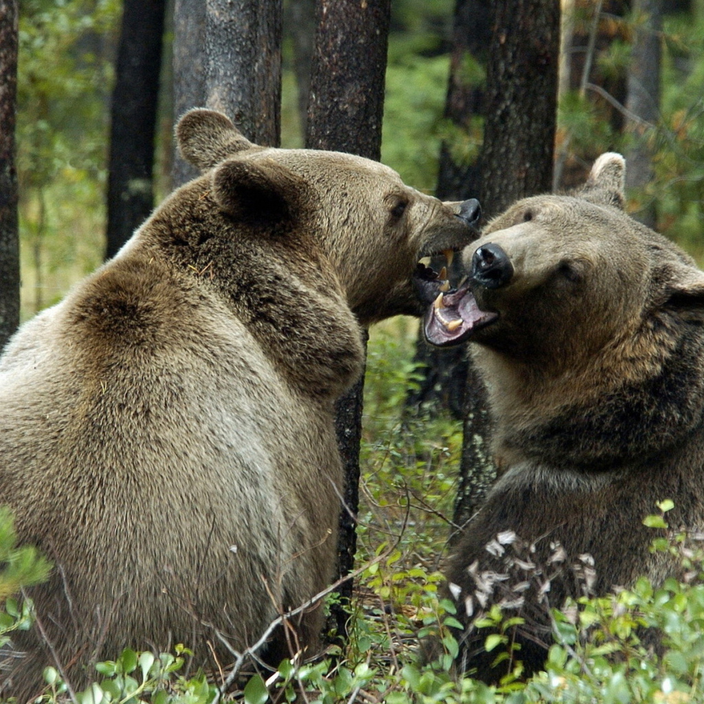 Медвежья пара