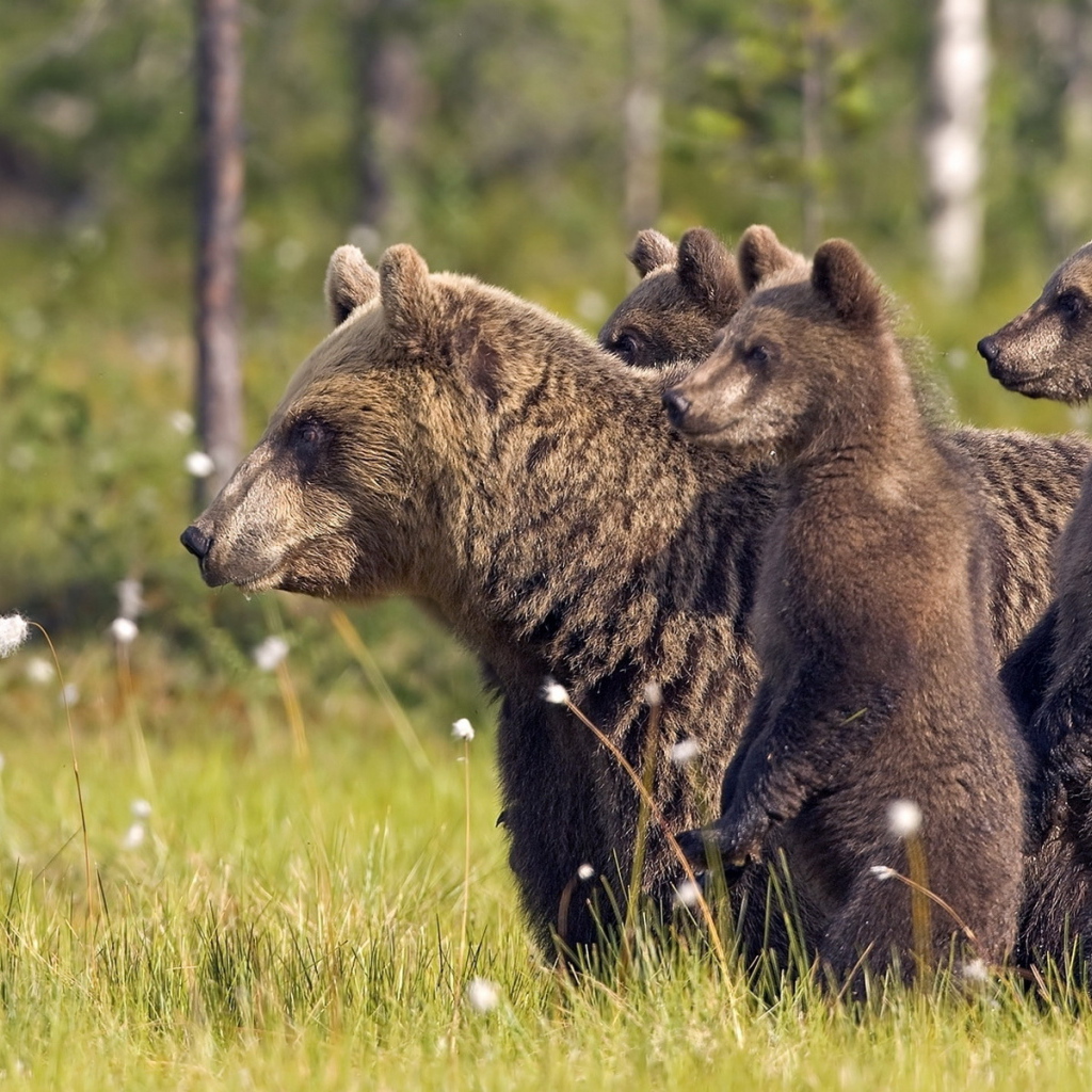 Медвежата и медведица