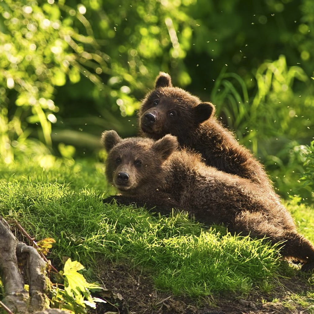 Медведи в лесу