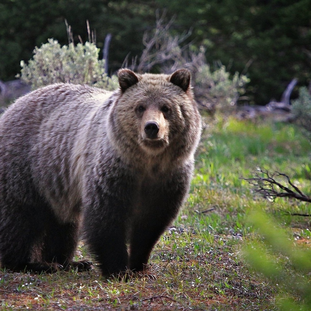 Бурый медведь