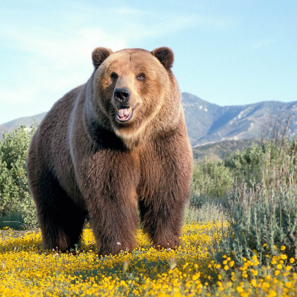 Одиночка-медведь