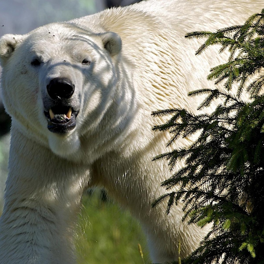 Белый медведь за елкой