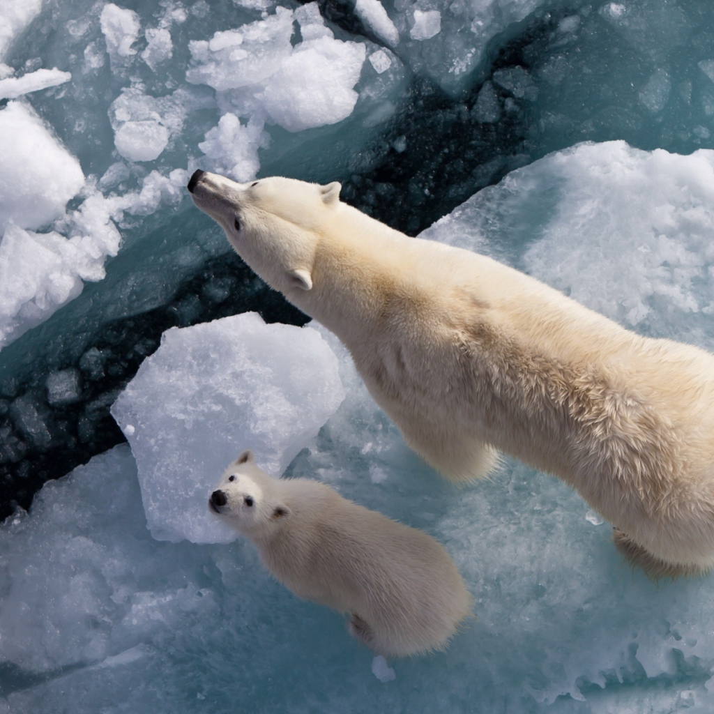 Белый медведь с медвежонком