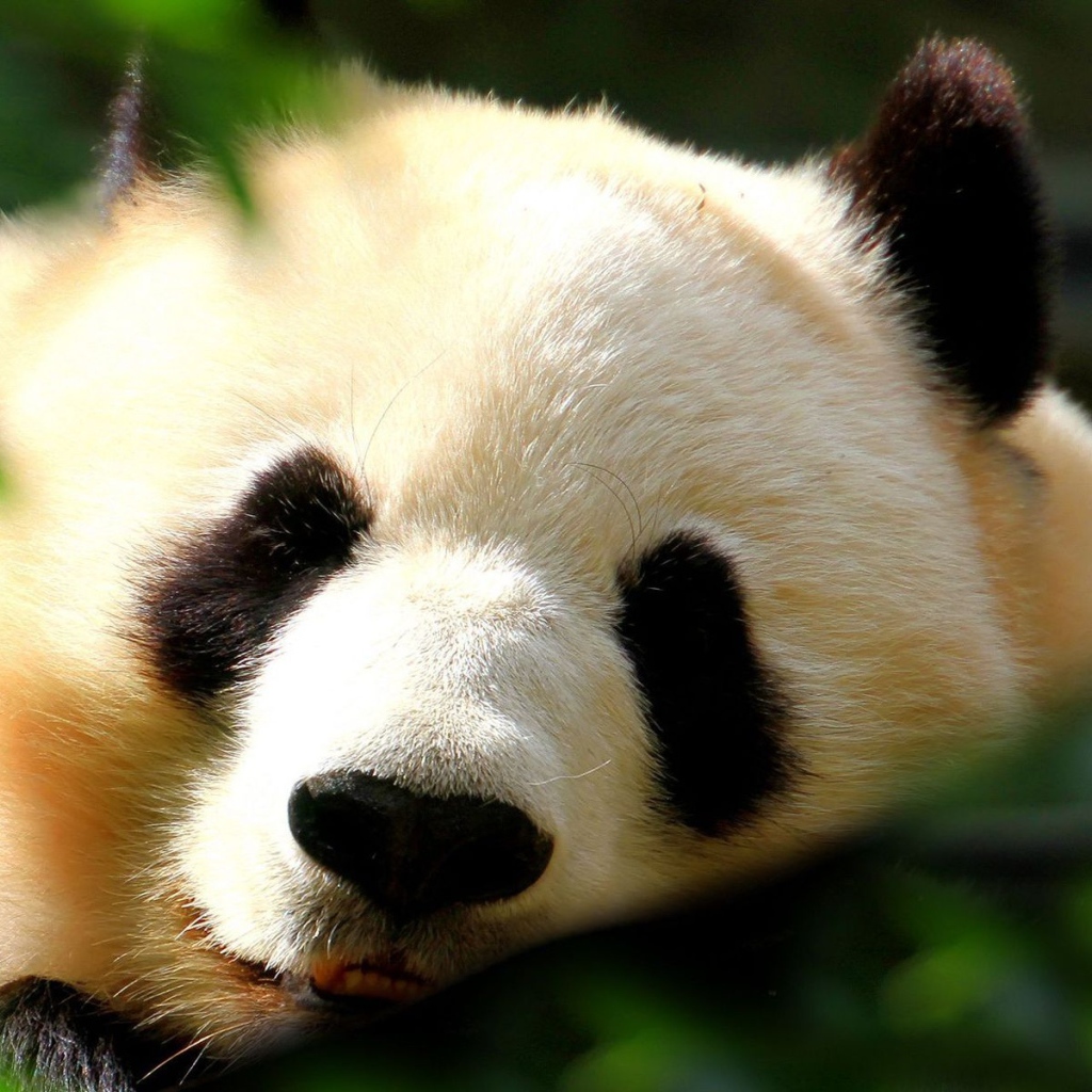 Спящая панда