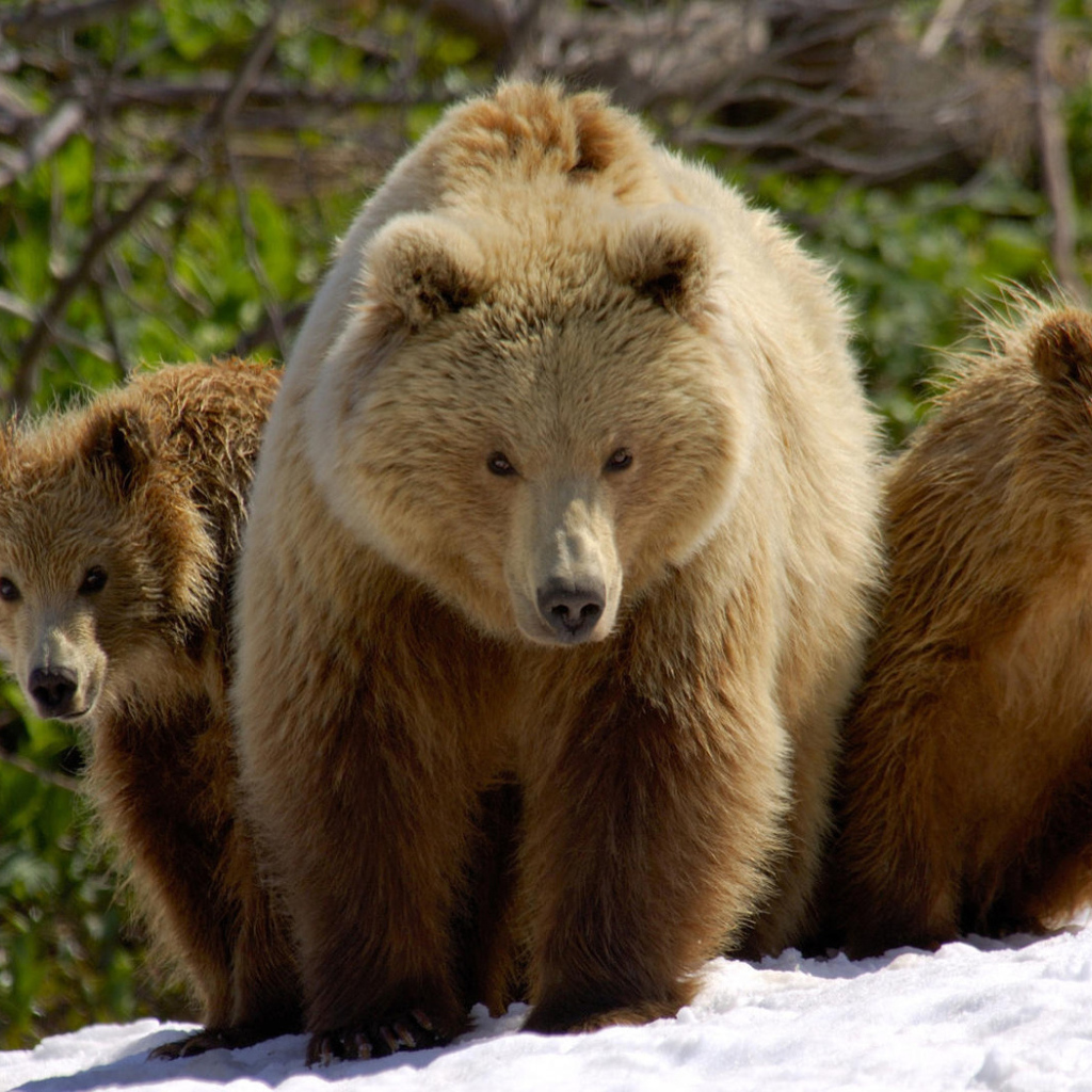 Три медведя