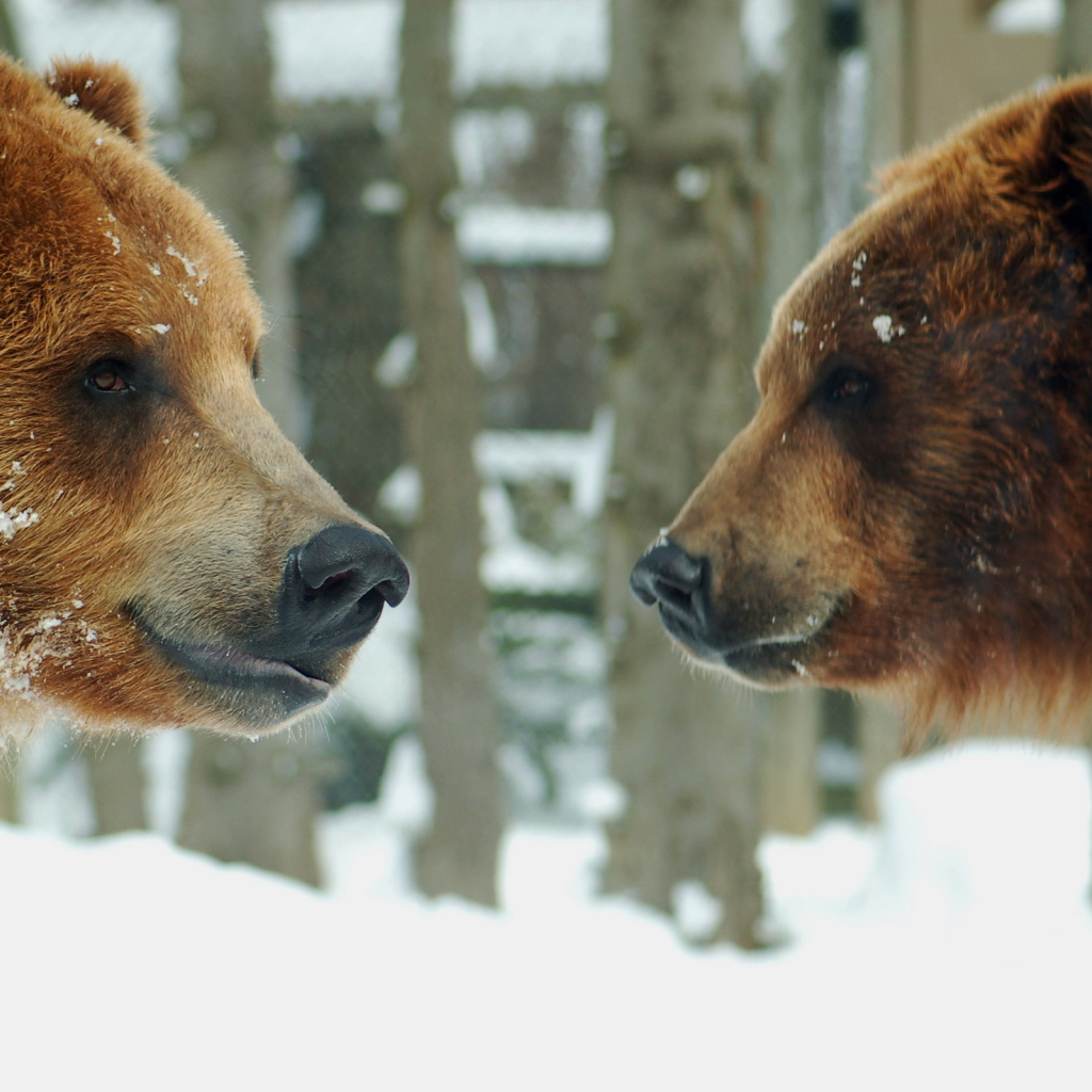 Два медведя