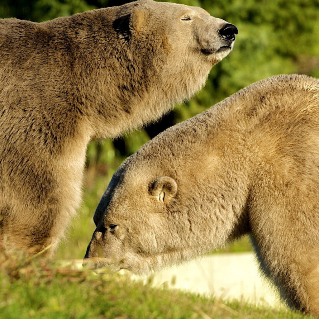Два белых медведя