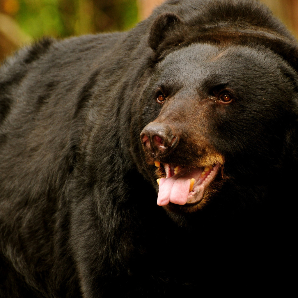медведь Грызли