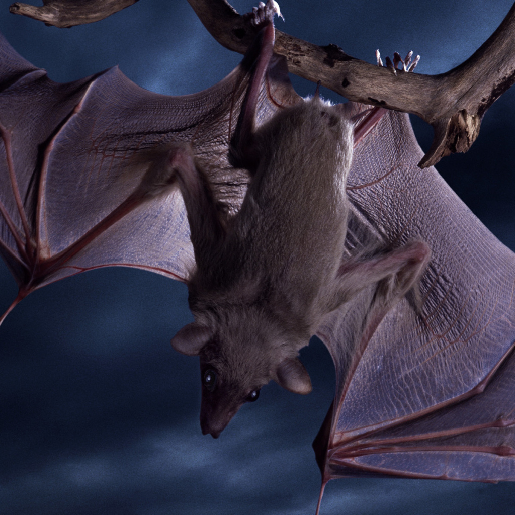 Летучая мышь