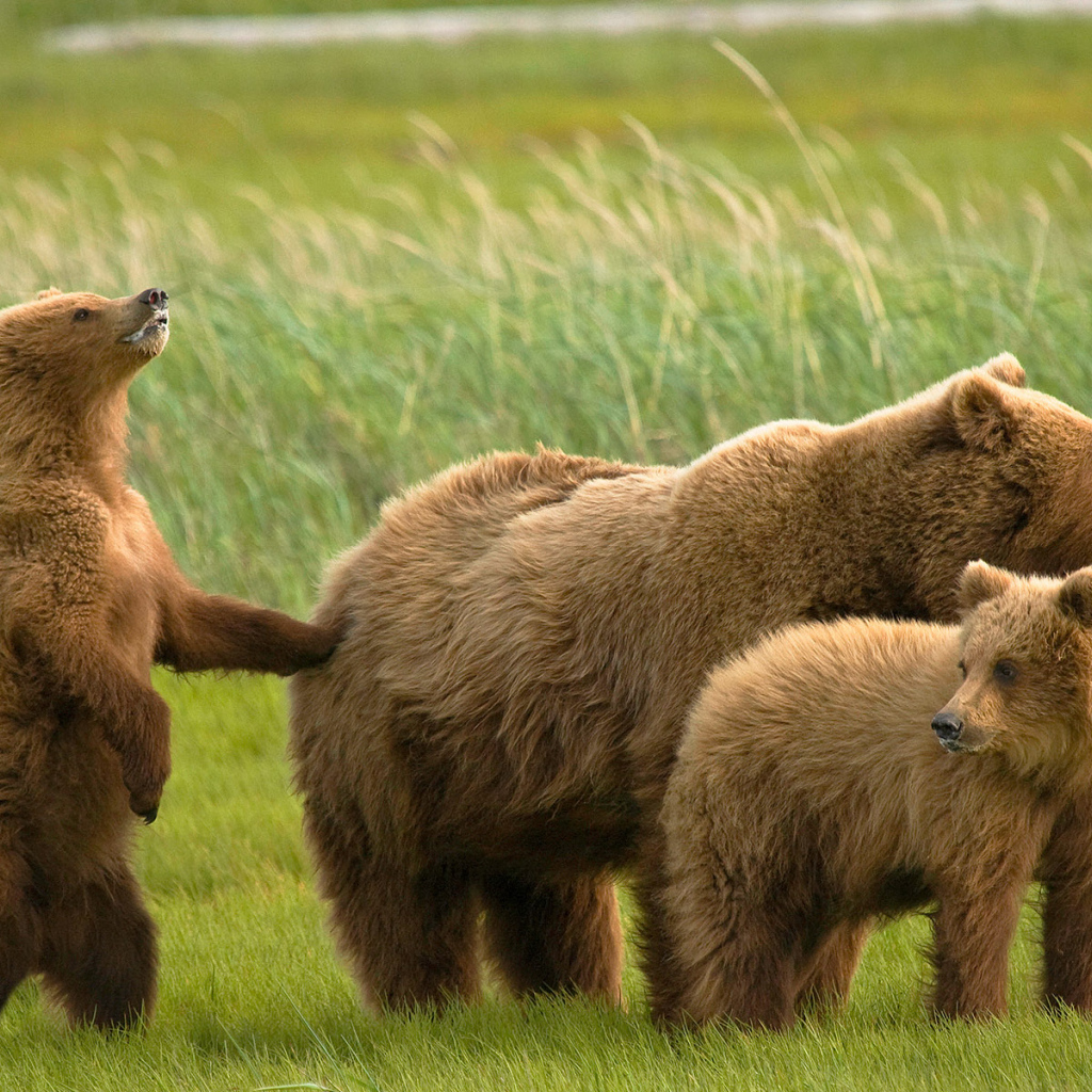 Медведь и медвежата