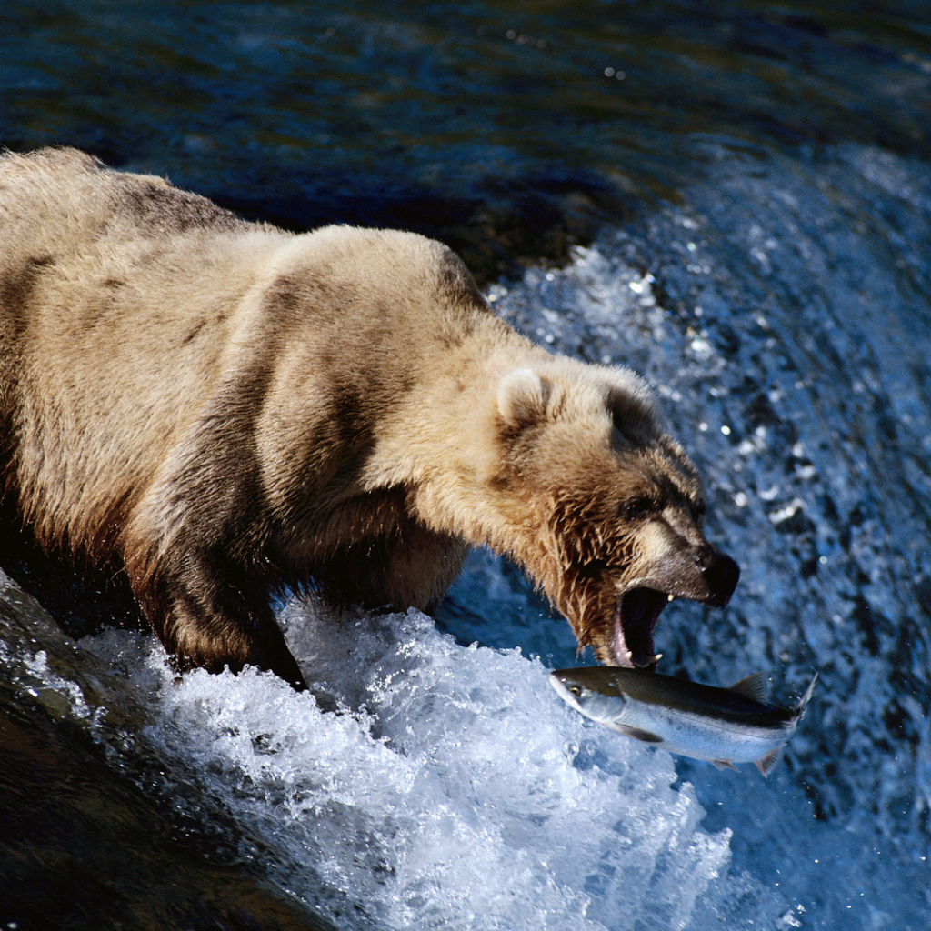 Медведь на рыбалке