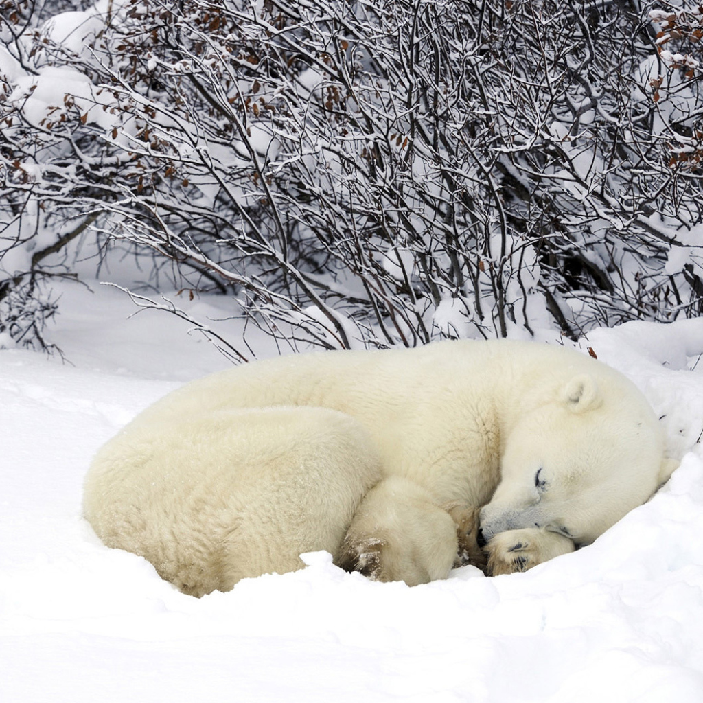 Мишка в снегу