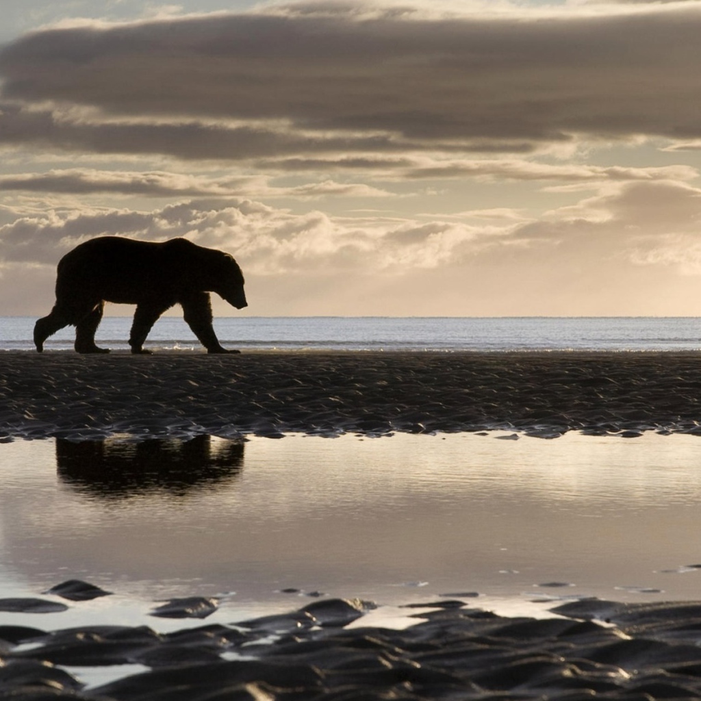 Медведь на берегу