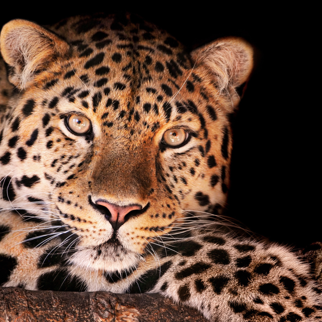 Завораживающий взгляд леопарда